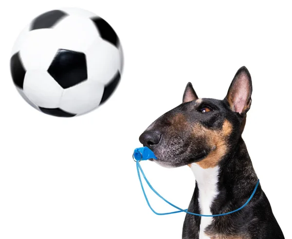 Referee Arbitrator Umpire Bull Terrier Dog Blowing Blue Whistle Mouth — Stock Photo, Image