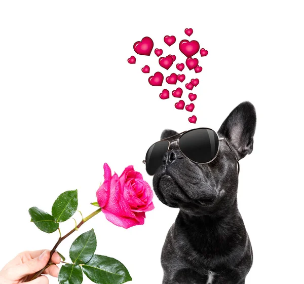 バレンタインのフランスのブルドッグ愛やお母さんとお父さんの日にバラと花びら — ストック写真