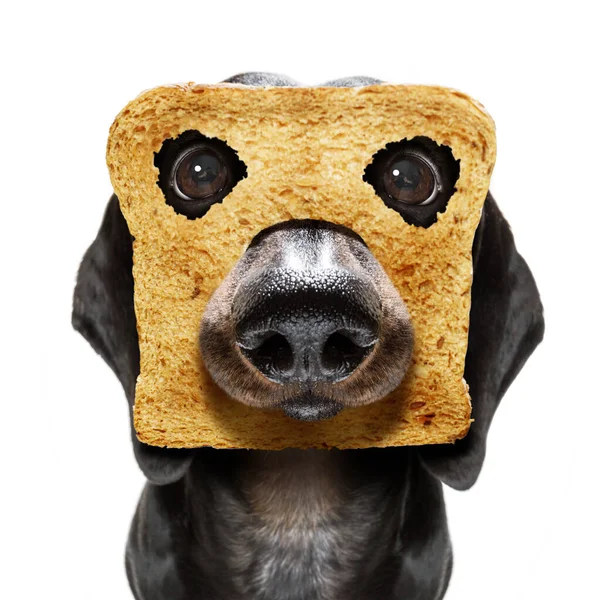 Cão Salsicha Dachshund Com Fome Com Brinde Para Café Manhã — Fotografia de Stock