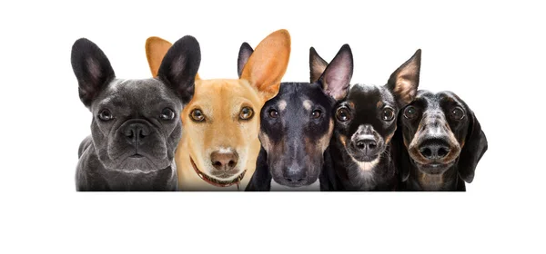 Team Group Row Many Dogs Isolated White Background — 图库照片