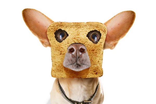 Affamato Cane Chihuahua Con Pane Tostato Prima Colazione Pronto Iniziare — Foto Stock