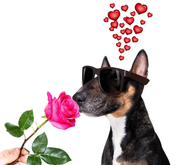 Cão Terrier Touro Amor Namorados Mães Dia Pais Com Rosa — Fotografia de Stock