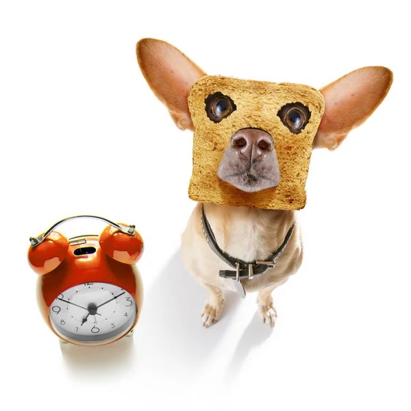 Hungriger Chihuahua Hund Mit Toast Zum Frühstück Bereit Frisch Den — Stockfoto