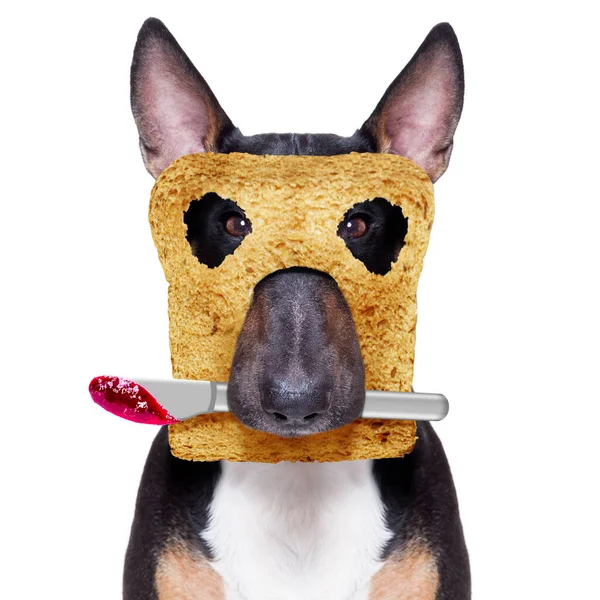 Hongerige Bull Terrier Hond Met Toast Voor Het Ontbijt Klaar — Stockfoto