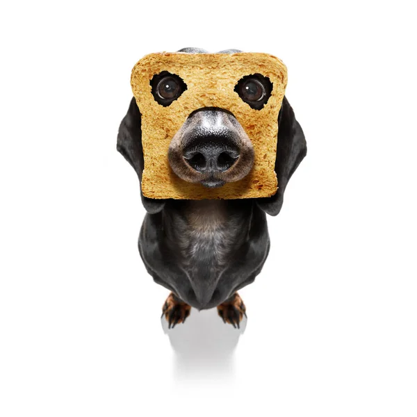 Πεινασμένο Λουκάνικο Dachshund Σκυλί Τοστ Για Πρωινό Έτοιμο Ξεκινήσει Φρέσκια — Φωτογραφία Αρχείου