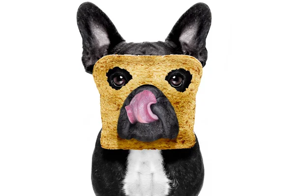 Anjing Bulldog Lapar Dengan Roti Panggang Untuk Sarapan Siap Untuk — Stok Foto
