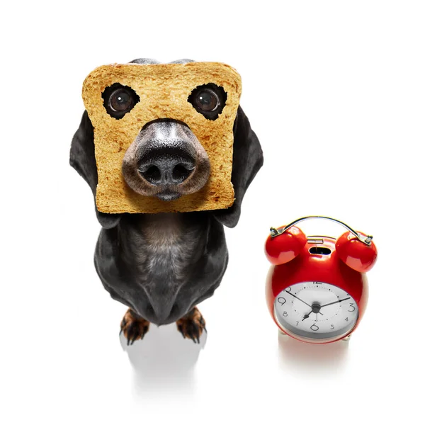 Cão Salsicha Dachshund Com Fome Com Brinde Para Café Manhã — Fotografia de Stock