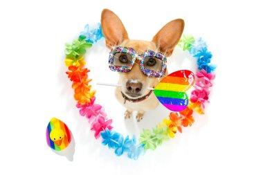 Komik gay rchihuahuhua köpeği insan haklarıyla gurur duyuyor, lgbt gökkuşağı bayrağı beyaz arka planda izole edilmiş