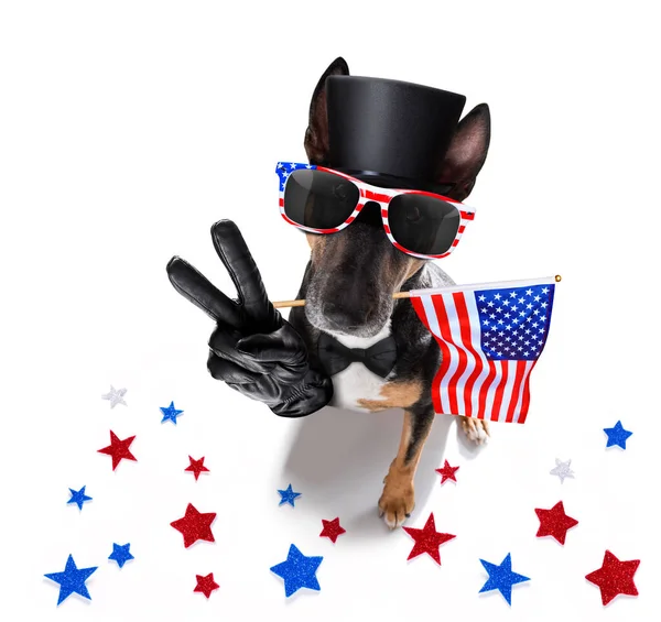 Bull Terrier Sventola Una Bandiera Degli Stati Uniti Vittoria Dita — Foto Stock