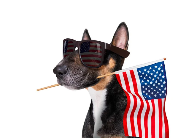 Bull Terrier Waving Flag Usa Victory Peace Fingers Independence Day Stock Image
