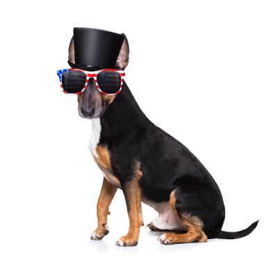 ABD bayrağı sallayan bir teriyer ya da bağımsızlık gününde barış parmakları güneş gözlükleriyle 4 Temmuz