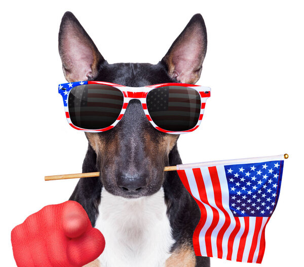 bull terrier waving a flag of usa and victory or peace fingers on independence day 4th of july with sunglasses