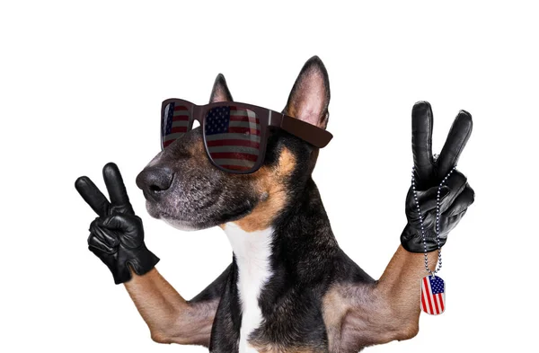 7月4日独立記念日にアメリカ国旗と勝利または平和の指をサングラスで振っている雄牛のテリア — ストック写真