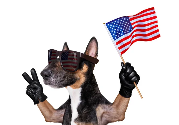 Bull Terrier Waving Flag Usa Victory Peace Fingers Independence Day Stock Picture