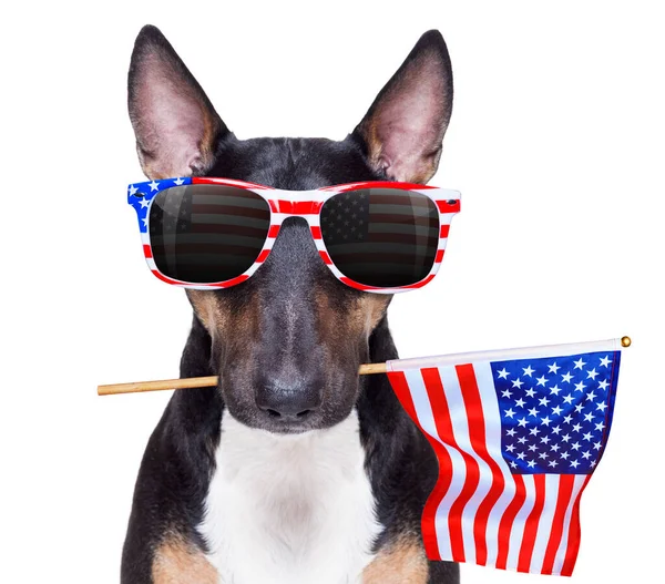 Bullterrier Schwenkt Unabhängigkeitstag Juli Mit Sonnenbrille Eine Fahne Und Sieges — Stockfoto