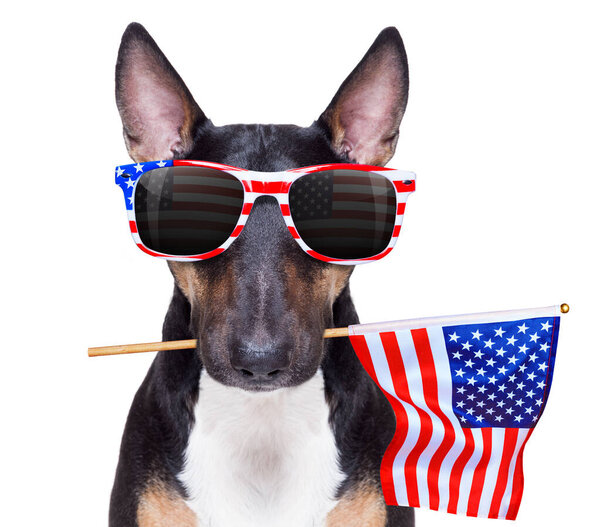 bull terrier waving a flag of usa and victory or peace fingers on independence day 4th of july with sunglasses