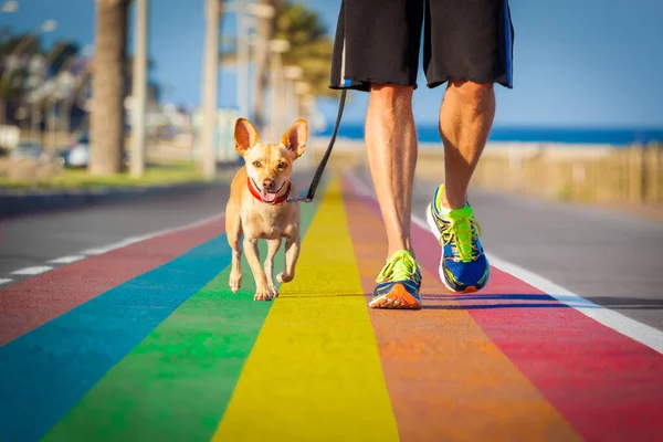 チワワ犬はゲイのプライドの上で虹の通りを歩き — ストック写真
