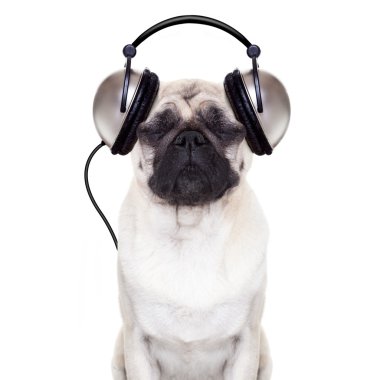 köpek müzik