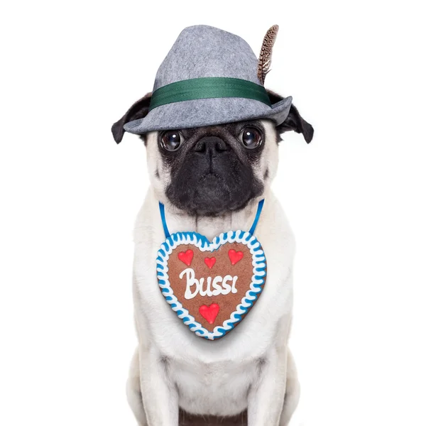 Bavarian pug dog — Stock Photo, Image