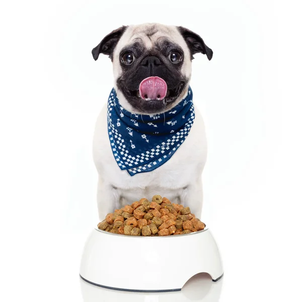 Hungry dog — Stock Photo, Image