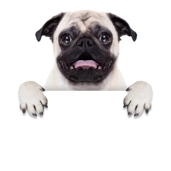 Placard banner dog — Stock Photo, Image