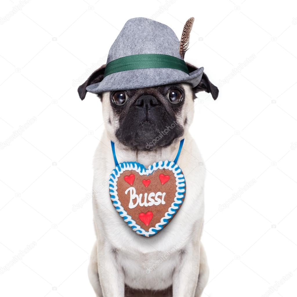 bavarian pug dog