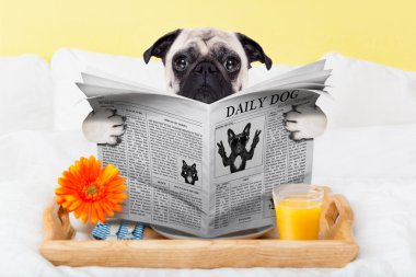 pug dog newspaper clipart