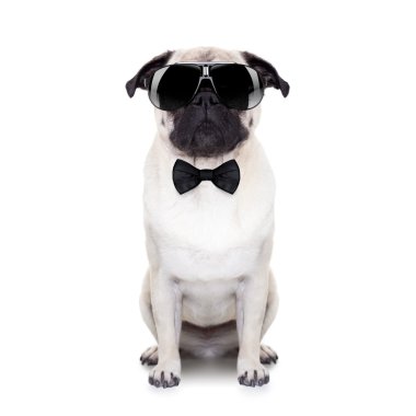 güzel köpek 