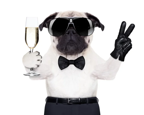 Cool hund fred — Stockfoto