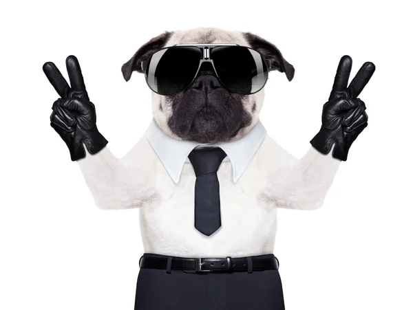 Pug fixe. — Fotografia de Stock