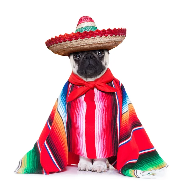 Mexikanischer Hund — Stockfoto