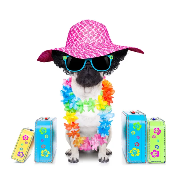 Vacanza cane diva — Foto Stock