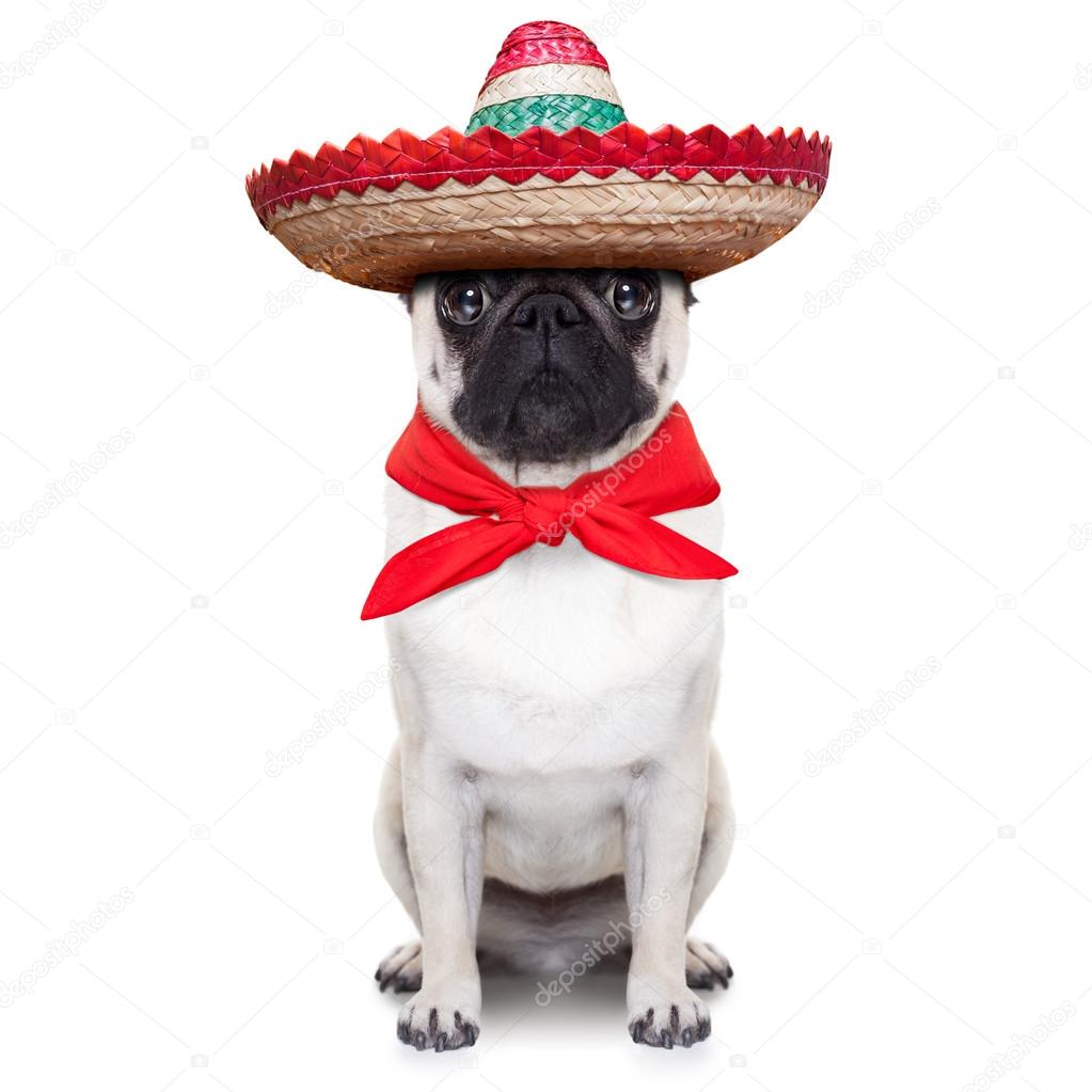 mexican dog