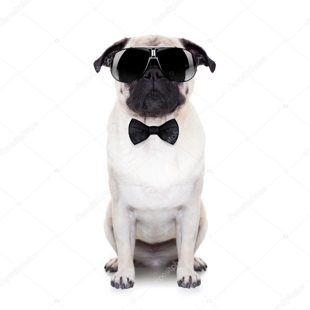 Cooler Hund — Stockfoto © damedeeso 52171543
