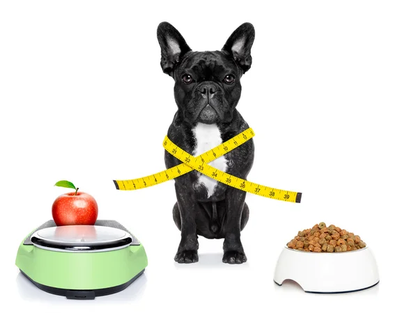 Healthy dog — Stock Photo, Image