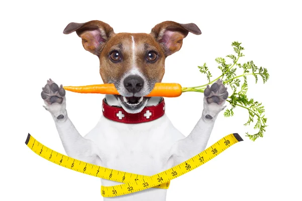Slim healthy dog — Stock Photo, Image