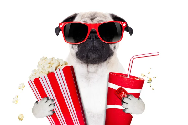 Movie dog — Stock Photo, Image