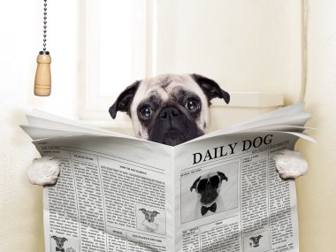 köpek tuvalet