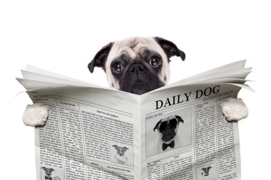 köpek gazetesi