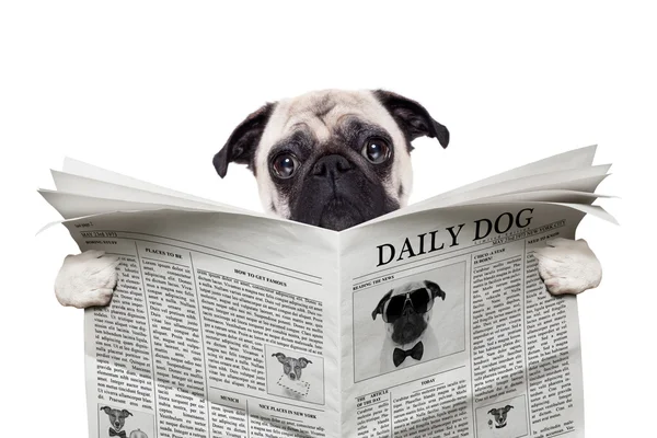 Dog newspaper — Stock Photo, Image