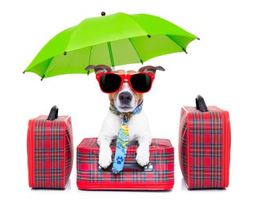 köpeği tatil 