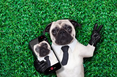 selfie pug köpek