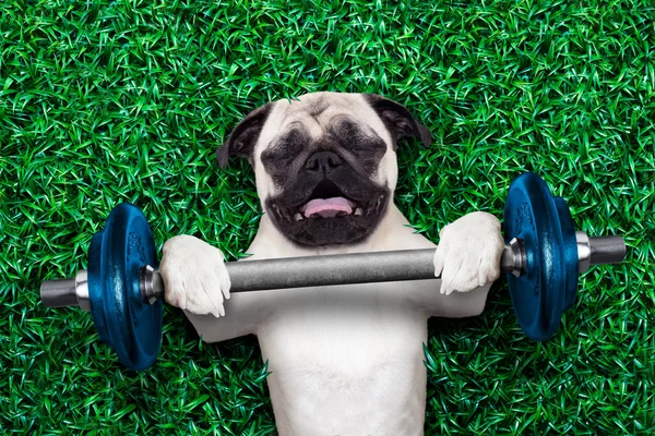 Spor köpek