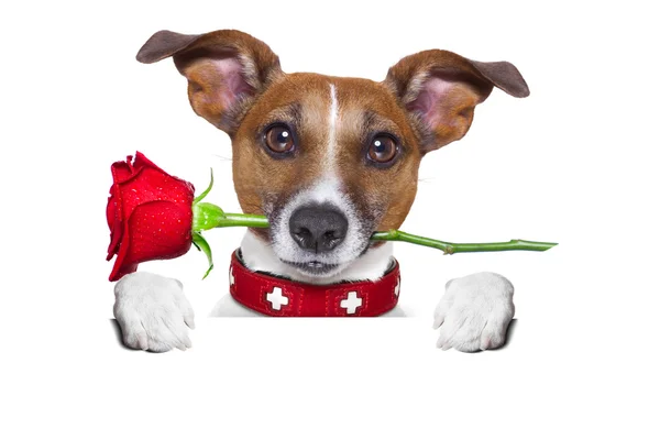 Valentines perro — Foto de Stock