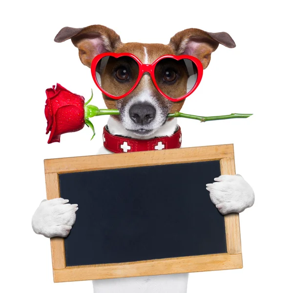 Valentines dog — Stock Photo, Image
