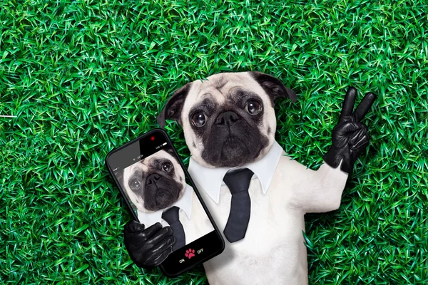 Selfie pug köpek — Stok fotoğraf