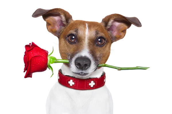 Dog rose Royalty Free Stock Images