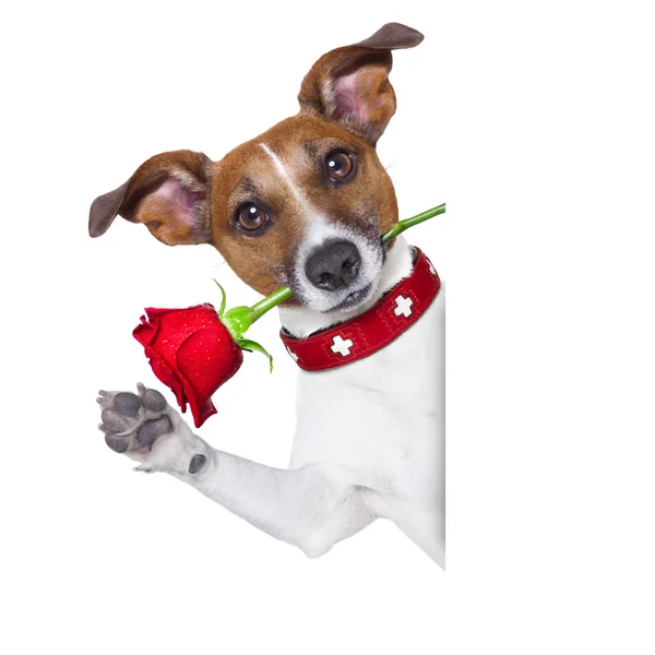 Valentines dog Royalty Free Stock Photos