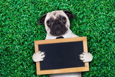 serin pug köpek