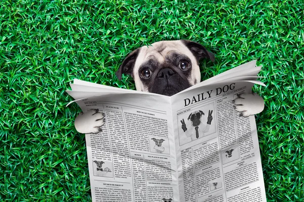 Coole pug dog — Stockfoto